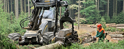 Chevron introduces Techron® fuel treatment Tree cutting